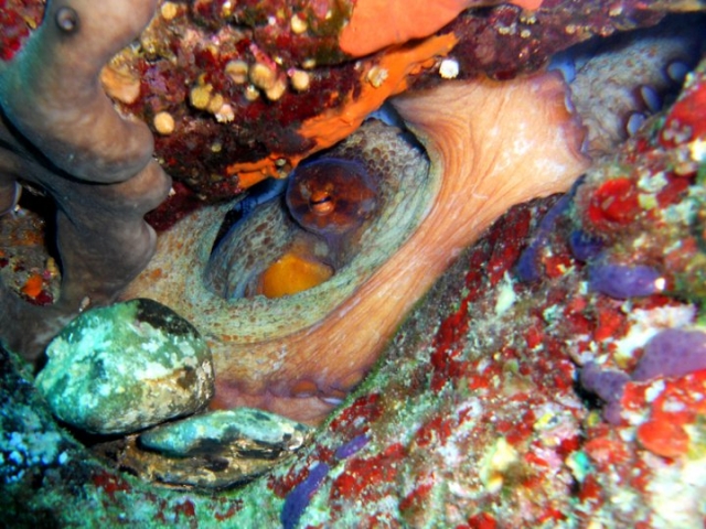  explosión de colores 